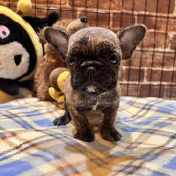 フレンチブルドッグ【埼玉県・男の子・2025年9月3日・ブリンドル】の写真「僕を見て❣️可愛いおチビちゃん💕」