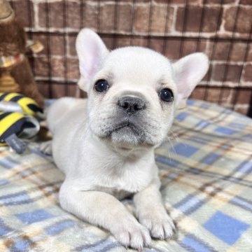 フレンチブルドッグ【埼玉県・男の子・2024年12月16日・クリーム】の写真「僕を見て❗️一緒にあそぼうよ🎶💕」