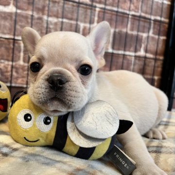 フレンチブルドッグ【埼玉県・男の子・2024年10月19日・クリーム】の写真「僕を見て🐶一緒にあそぼうよ🎶」