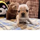 フレンチブルドッグ