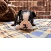 ボストンテリア