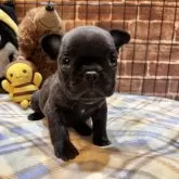 フレンチブルドッグ