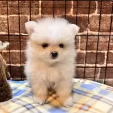 ポメラニアン【埼玉県・女の子・2025年7月29日・クリーム】の写真1