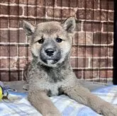 柴犬(標準サイズ)【埼玉県・女の子・2024年11月5日・赤】の写真1