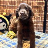 フラットコーテッドレトリバー