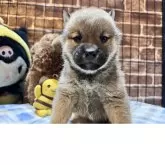 柴犬(標準サイズ)