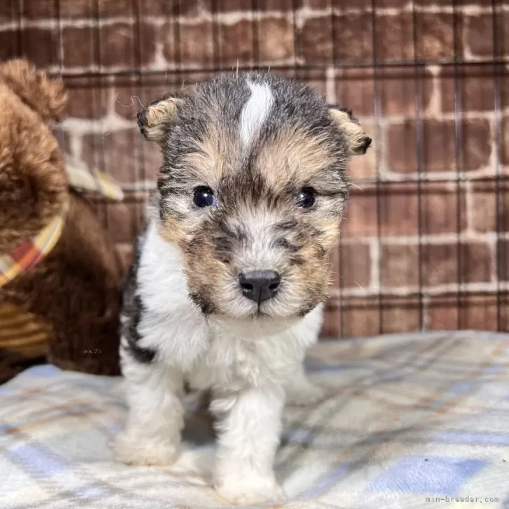 たか 様のお迎えした子犬