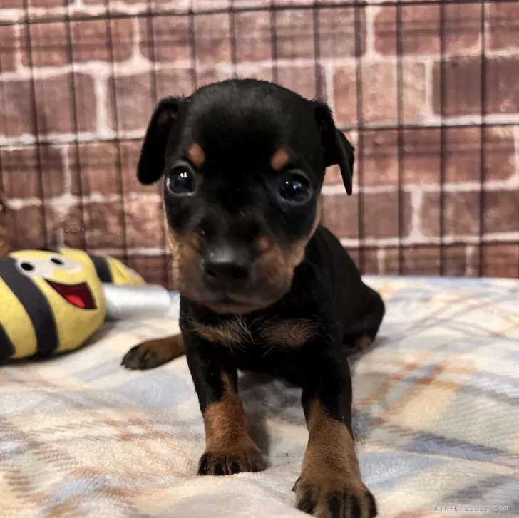 ネネ 様のお迎えした子犬