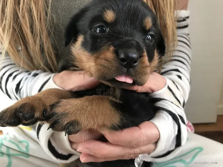 ID:2006-00792の子犬