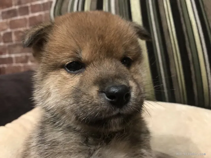 ID：2012-03573の子犬
