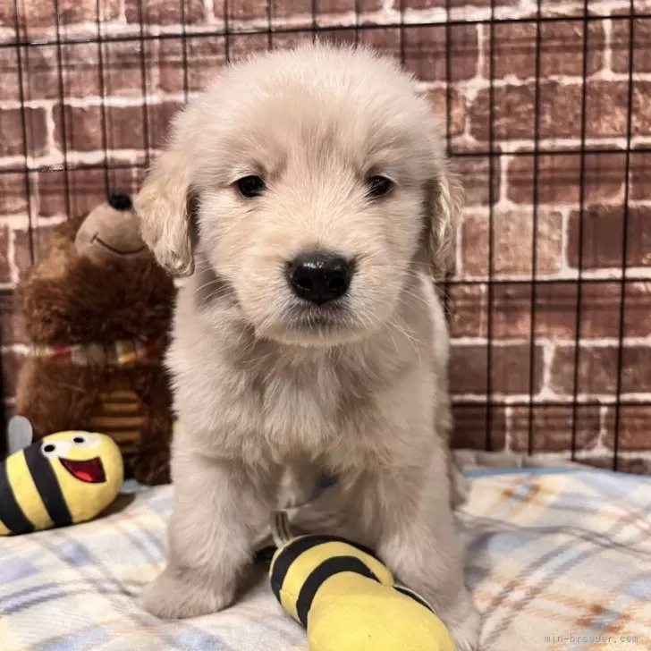 すばる 様のお迎えした子犬