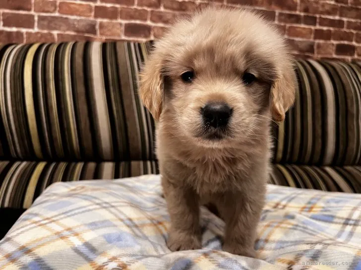 ID:2205-00414の子犬