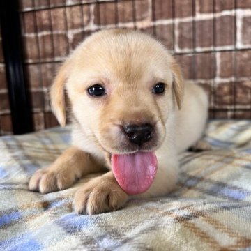 ラブラドールレトリバー【埼玉県・女の子・2023年2月7日・イエロー】の写真「私を見て❣️まん丸女の子🐶DM他5項目発症しません」