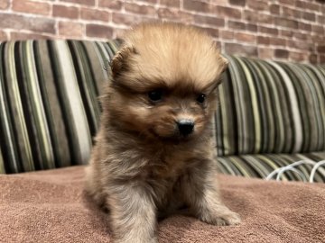 ポメラニアン【埼玉県・男の子・2021年10月19日・オレンジ】の写真「可愛いね❣️ポメちゃん🐶」