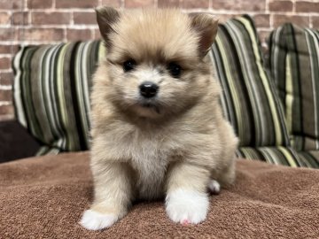ポメラニアン【埼玉県・女の子・2021年9月7日・クリーム】の写真「可愛いね❣️ほんわかポメちゃん🐶」