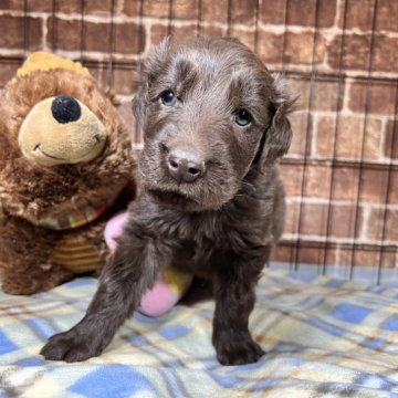 フラットコーテッドレトリバー【埼玉県・男の子・2024年1月23日・レバー】の写真「僕を見て❣️フラット男の子🐶」