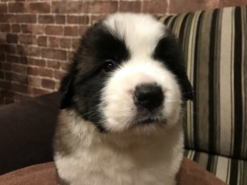 セントバーナード【埼玉県・女の子・2021年5月18日・ブラウン アンド ホワイト】の写真「可愛いね❣️ロングヘアードの女の子🐶」