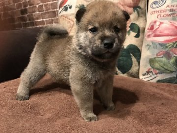 柴犬(標準サイズ)【埼玉県・男の子・2020年9月15日・赤】の写真「かわいい❗️とっても優しいお目めの男の子^_^」