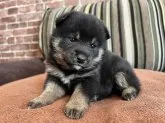 柴犬(標準サイズ)【埼玉県・女の子・2022年1月5日・黒】の写真1