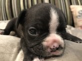みんなの犬図鑑 関東で評判の良い犬のブリーダー紹介 みんなの犬図鑑 関東で評判の良い犬のブリーダー紹介