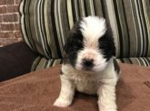 みんなの犬図鑑 関東で評判の良い犬のブリーダー紹介 みんなの犬図鑑 関東で評判の良い犬のブリーダー紹介