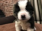 みんなの犬図鑑 関東で評判の良い犬のブリーダー紹介 みんなの犬図鑑 関東で評判の良い犬のブリーダー紹介