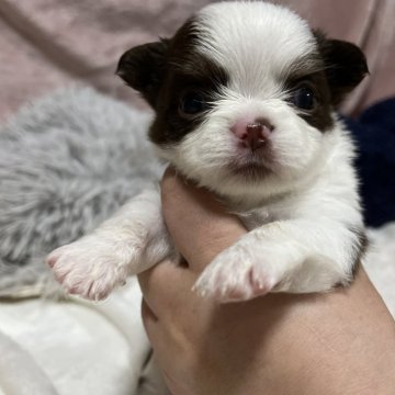チワワ(ロング)【福岡県・男の子・2025年8月22日・チョコレートホワイトタン】の写真「白が綺麗に入り派手になります」