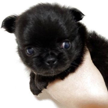 チワワ(ロング)【福岡県・男の子・2025年8月22日・ブラックホワイト】の写真「お顔ぶっつぶれのコンパクトな子レア因子持ち」