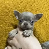 チワワ(スムース)