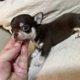 チワワ(スムース)