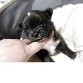 チワワ(ロング)