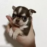 チワワ(スムース)