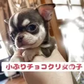 チワワ(スムース)