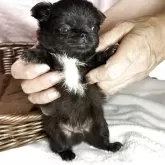 チワワ(ロング)
