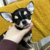 チワワ(スムース)