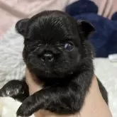 チワワ(ロング)