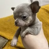 チワワ(スムース)