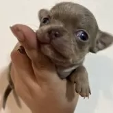 チワワ(スムース)