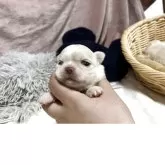 チワワ(ロング)
