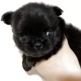チワワ(ロング)