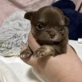 チワワ(ロング)