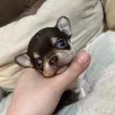 チワワ(スムース)【福岡県・男の子・2025年10月31日・チョコレートクリームタン】の写真2