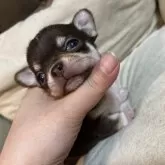 チワワ(スムース)【福岡県・男の子・2025年10月31日・チョコレートクリームタン】の写真3