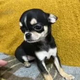 チワワ(スムース)【福岡県・女の子・2025年9月13日・ブラックタンホワイト】の写真3