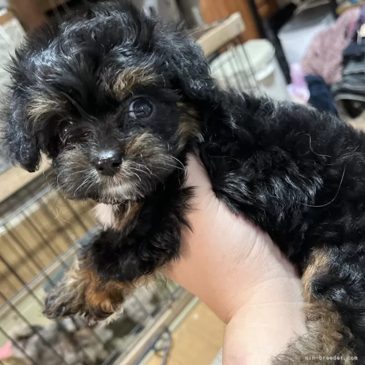 ID:2401-06333の子犬