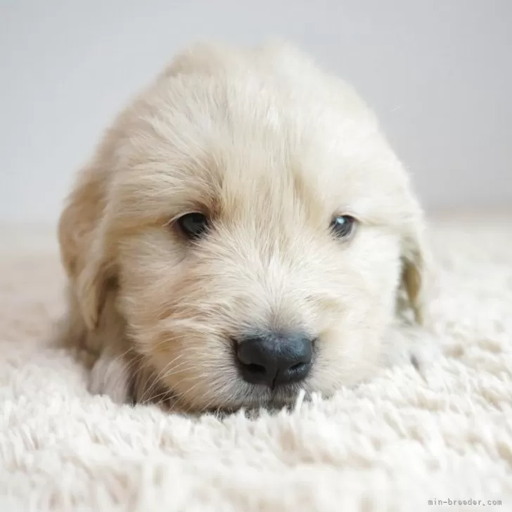 ID:2504-05015の子犬