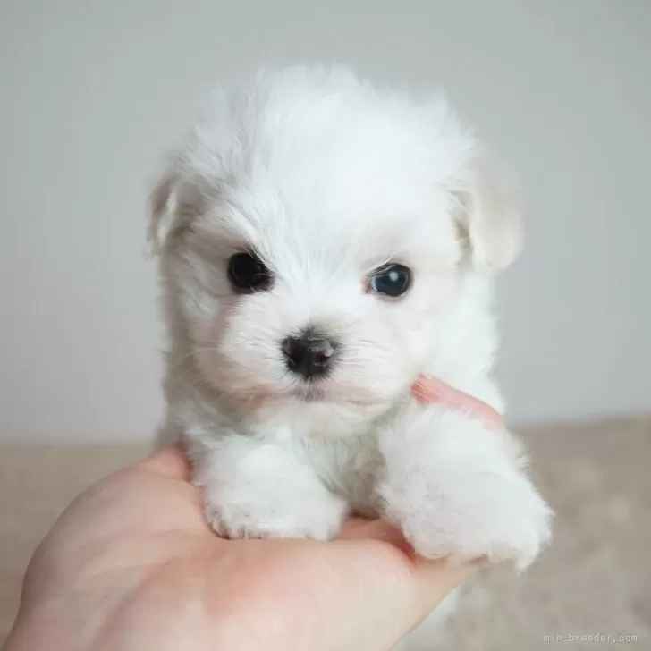 ID：2506-02618の子犬