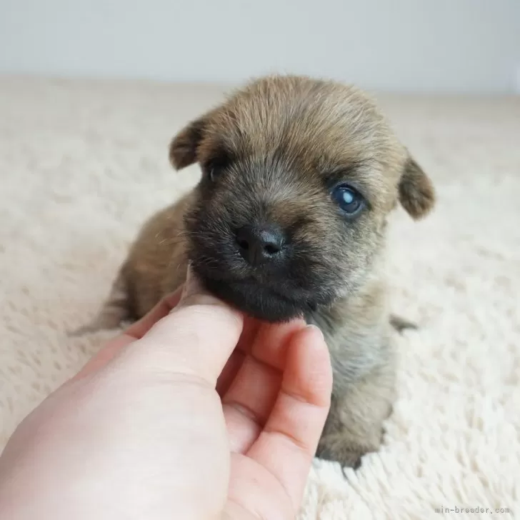 こまり父 様のお迎えした子犬