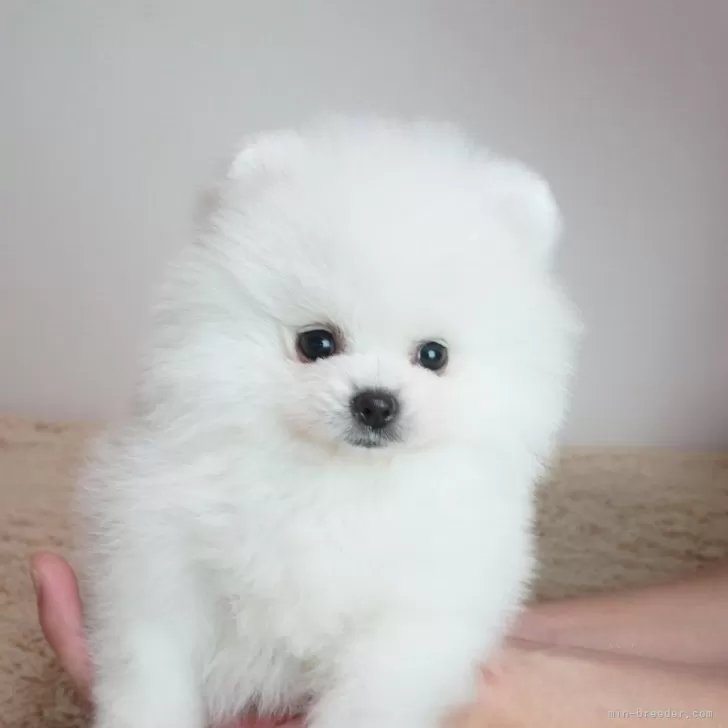 ID:2410-06149の子犬