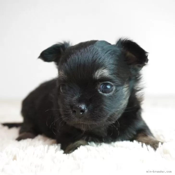 チワワ(ロング)【奈良県・女の子・2025年9月21日・ブラックタン】の写真1